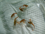stage3 lobster